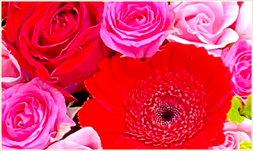 ピンク&レッド系の花