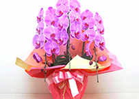 15,000円～30,000円の結婚記念日に贈る花